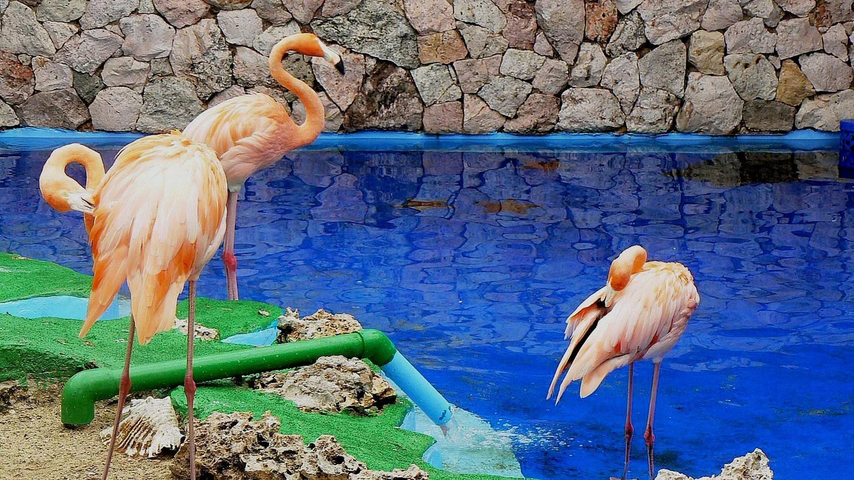Curaçao Sea Aquarium 5
