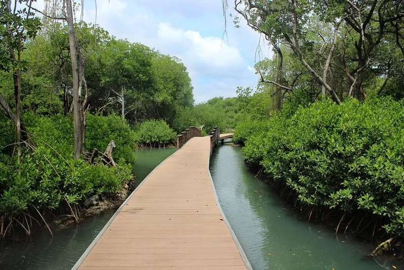Rif Mangrove Park 2