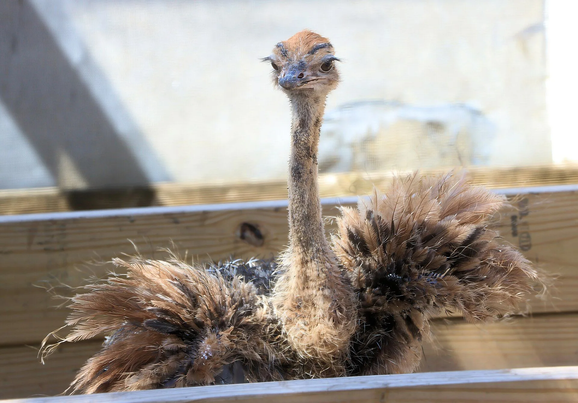 Curaçao Ostrich Farm 4