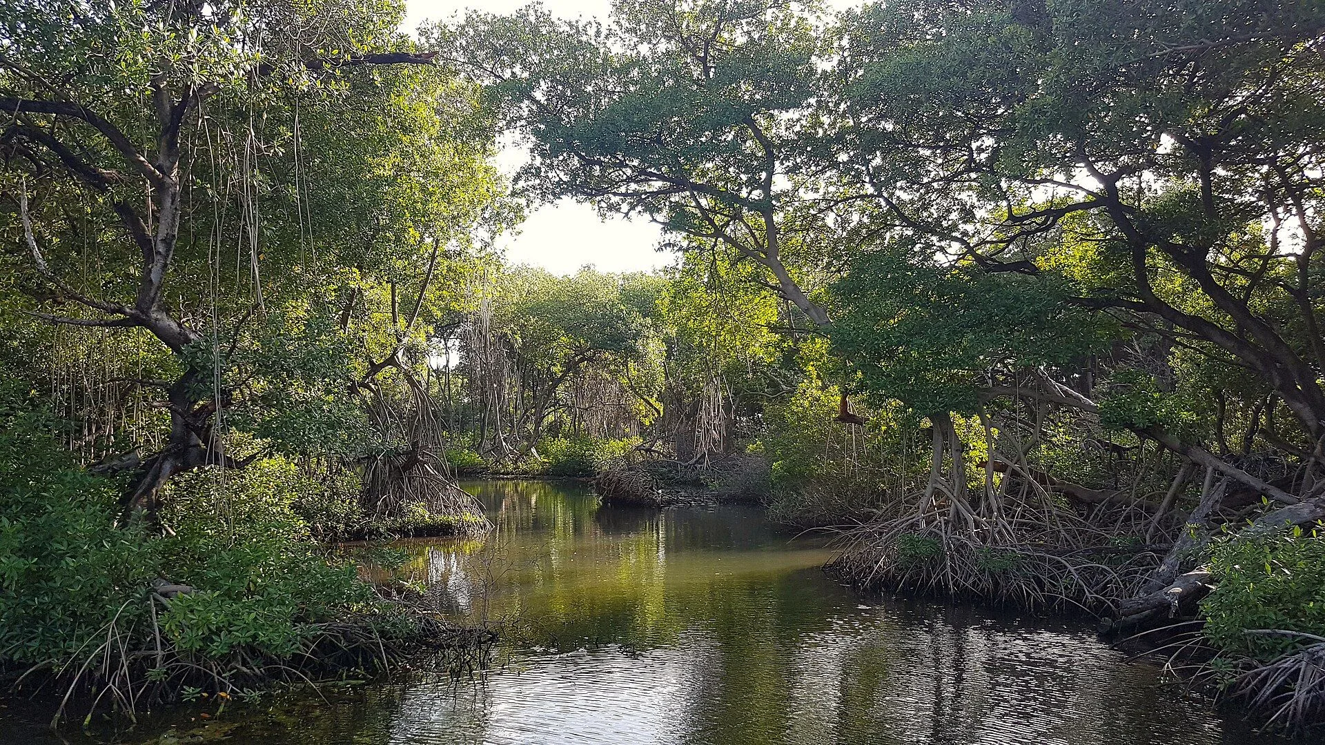 Rif Mangrove Park
