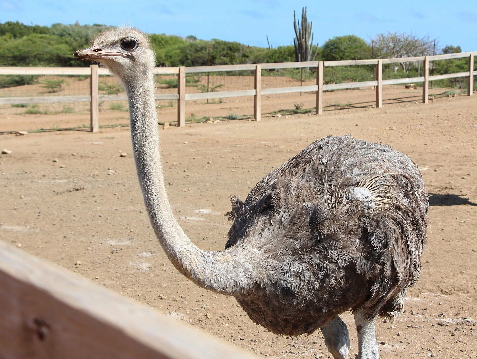 Curaçao Ostrich Farm