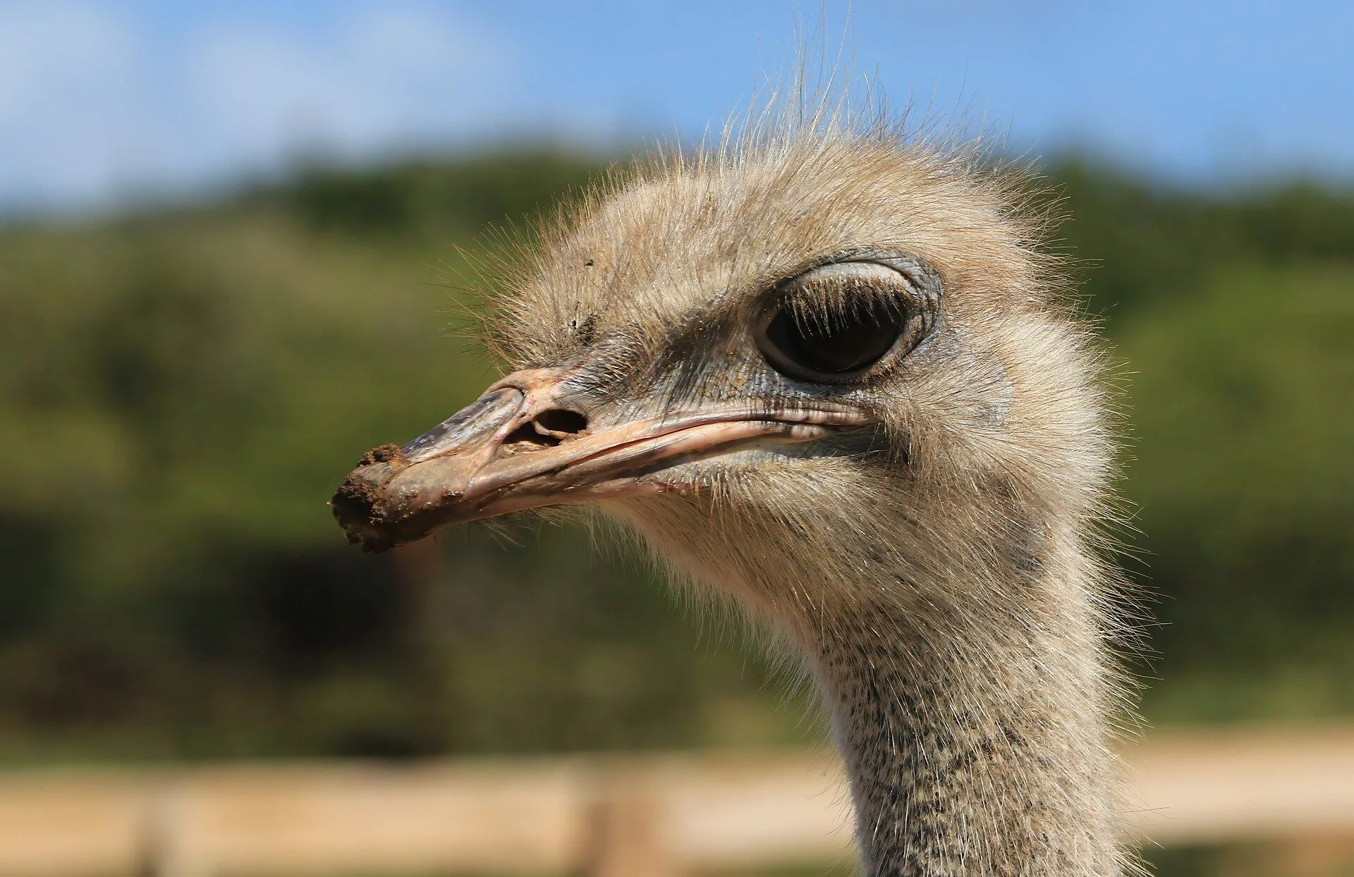 Curaçao Ostrich Farm 3
