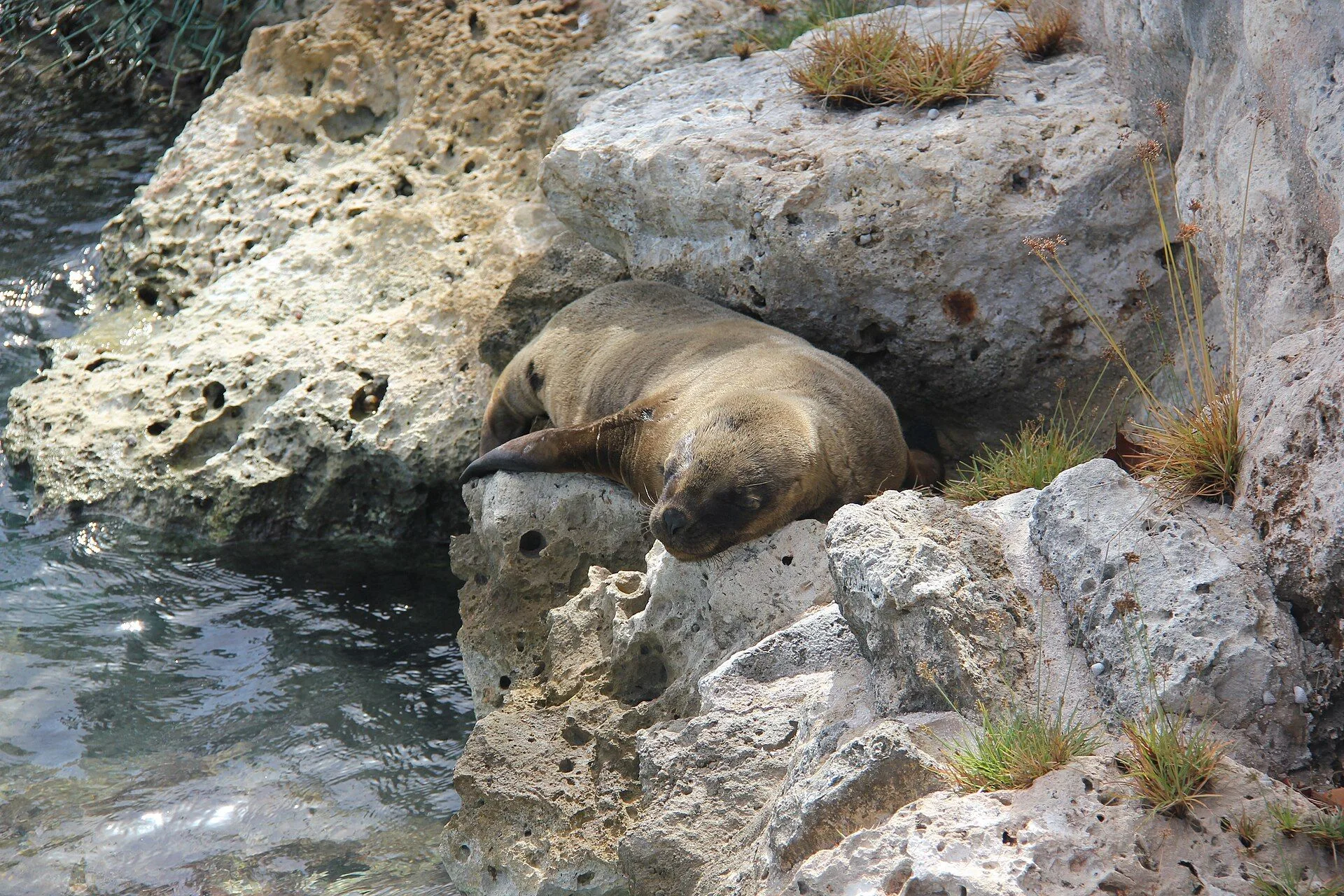 Curaçao Sea Aquarium 4