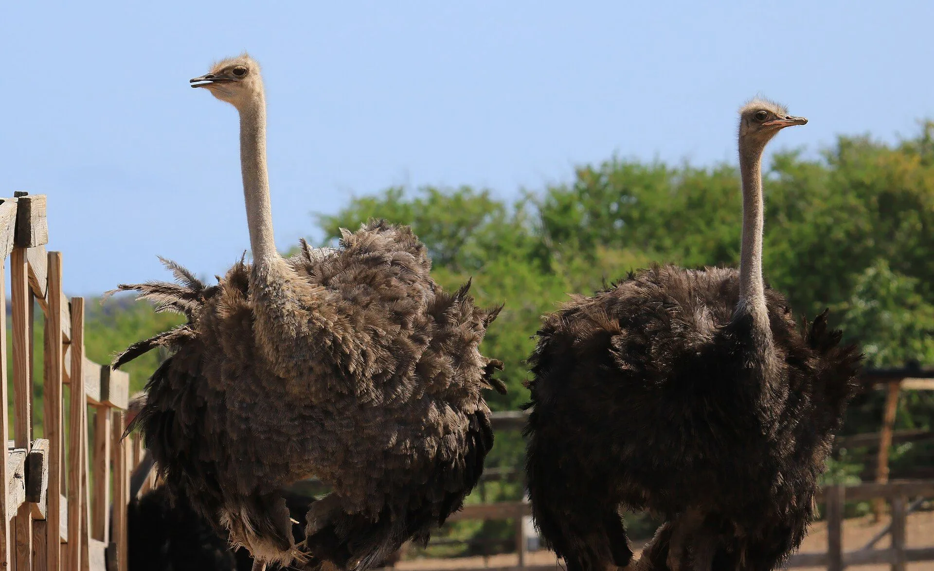 Curaçao Ostrich Farm 2