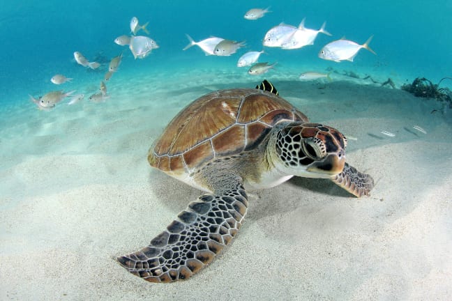 Snorkel Safari full day tour