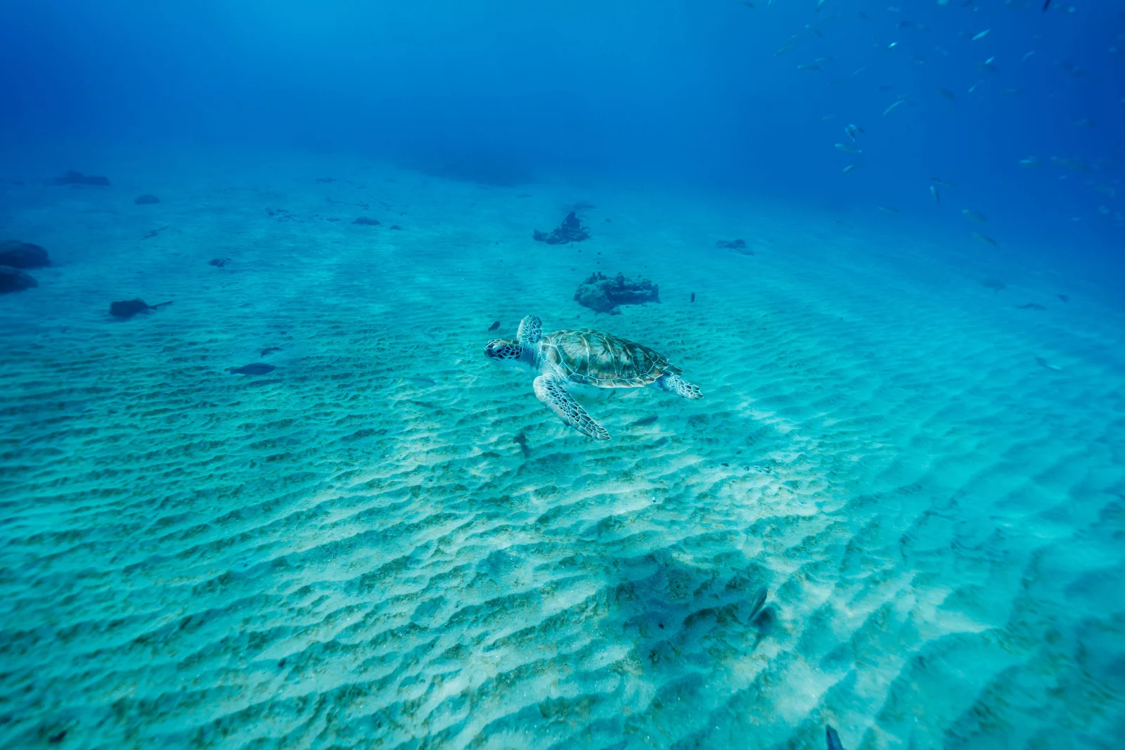 Wonders of Curaçao bus tour, photo 6