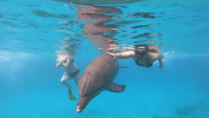 Dolphin Encounter, photo 3