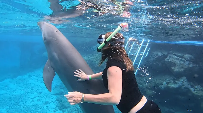Dolphin Encounter, photo 4