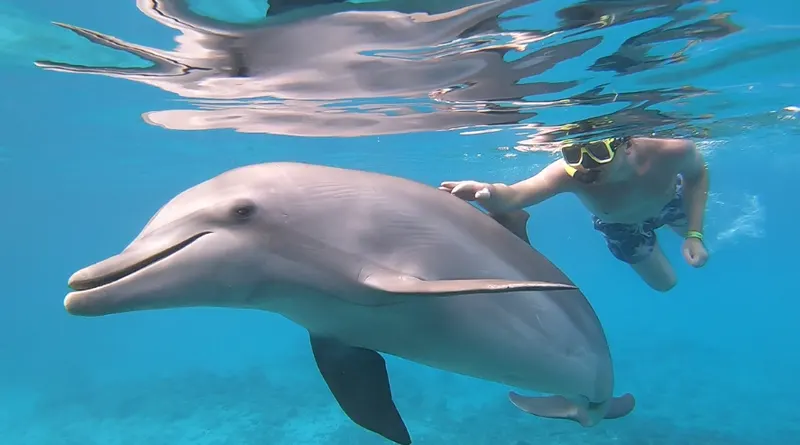 Dolphin Encounter, photo 5