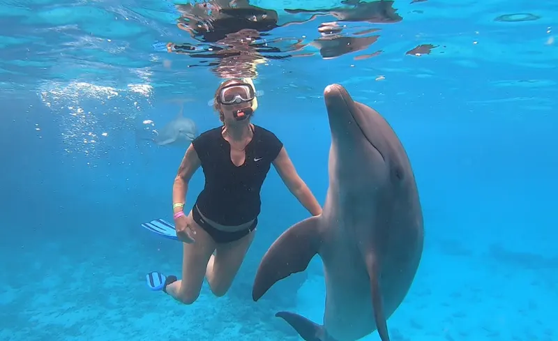 Dolphin Encounter, photo 6