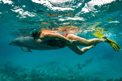 Dolphin Encounter, photo 7