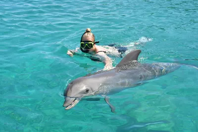 Dolphin Encounter, photo 8