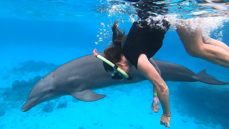Dolphin Encounter, photo 9