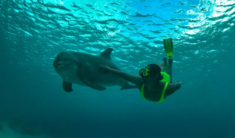 Rencontre avec les dauphins, photo 4