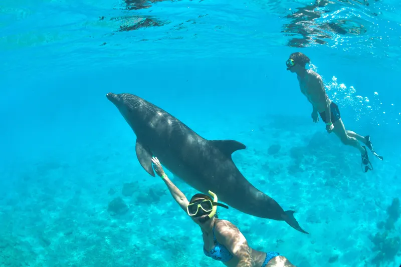 Dolphin Encounter