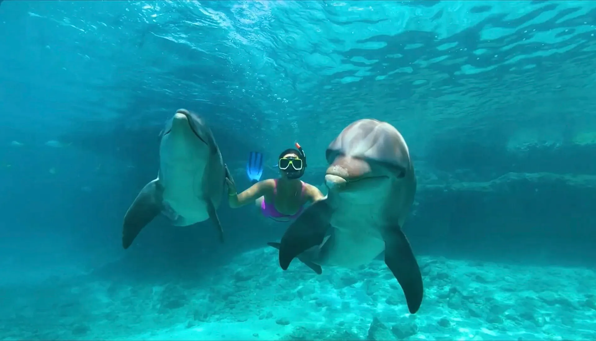 Rencontre avec les dauphins