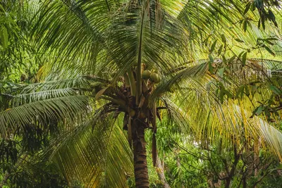 Hofi Mango Guided Tour, photo 5