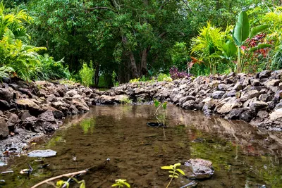 Hofi Mango Guided Tour, photo 7