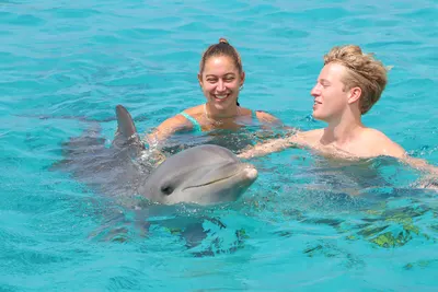 Dolphin Swim, photo 4