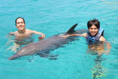 Dolphin Swim, photo 5