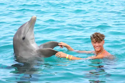 Dolphin Swim, photo 6