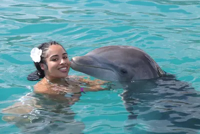 Dolphin Swim, photo 8
