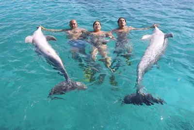 Dolphin Swim, photo 11