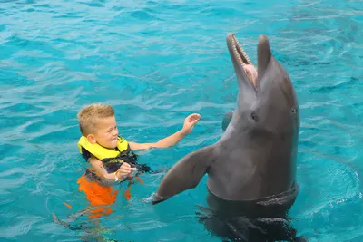 Dolphin Swim, photo 14