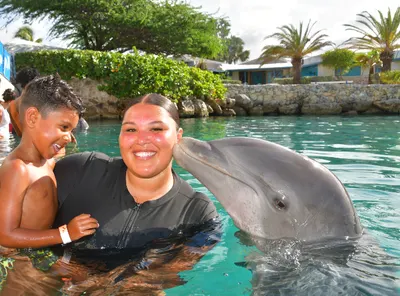 Dolphin Encounter, photo 3