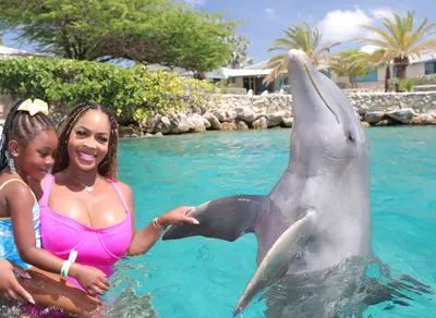 Dolphin Encounter, photo 4