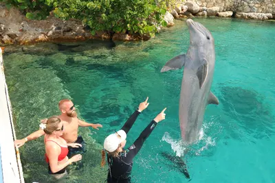 Dolphin Encounter, photo 6