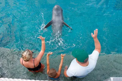 Dolphin Encounter, photo 7