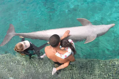 Dolphin Encounter, photo 8