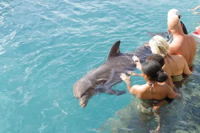 Dolphin Encounter, photo 9
